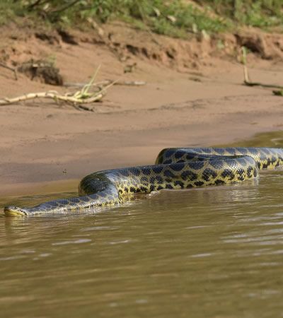 Brasil Planet | PANTANAL Pantanal